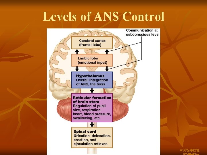 Levels of ANS Control Figure 