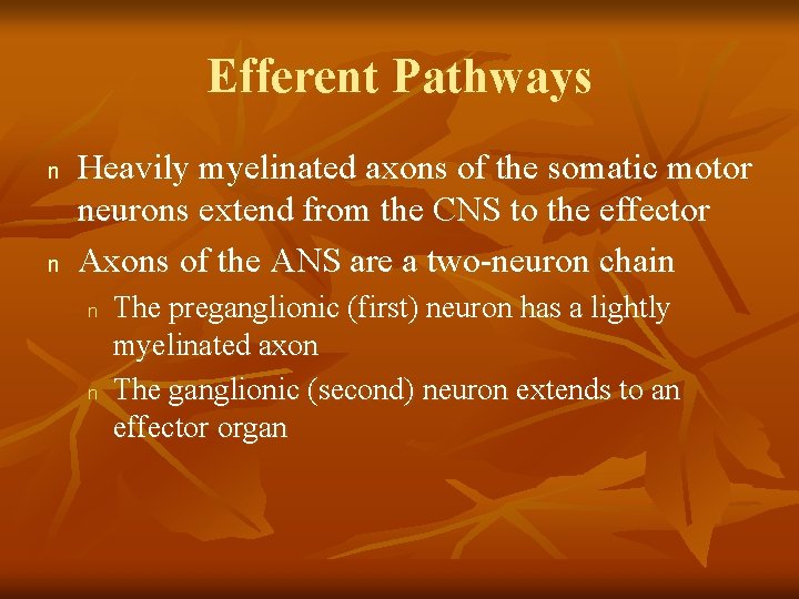 Efferent Pathways n n Heavily myelinated axons of the somatic motor neurons extend from