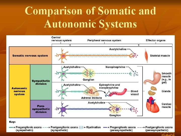 Comparison of Somatic and Autonomic Systems Figure 