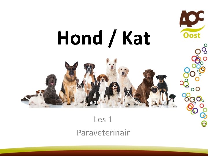 Hond / Kat Les 1 Paraveterinair 