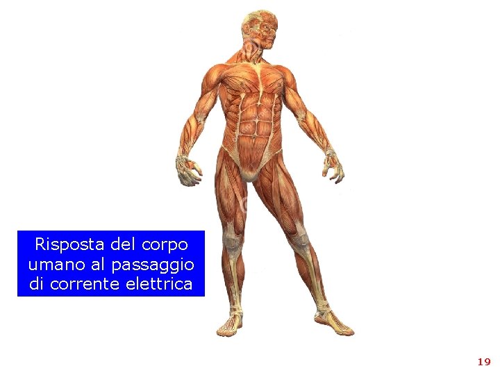 Risposta del corpo umano al passaggio di corrente elettrica 19 