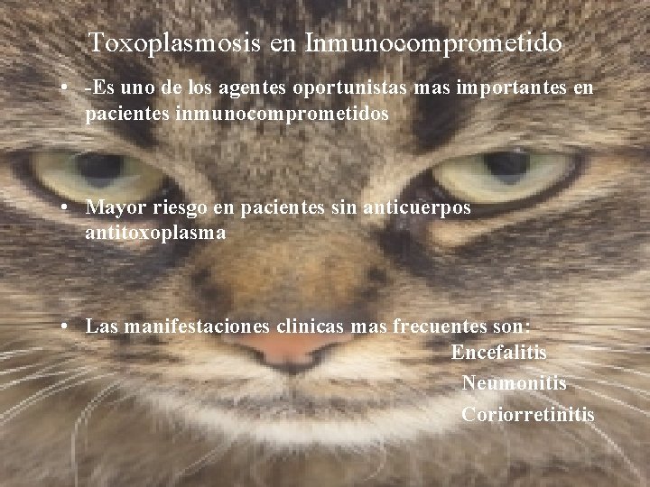 Toxoplasmosis en Inmunocomprometido • -Es uno de los agentes oportunistas mas importantes en pacientes