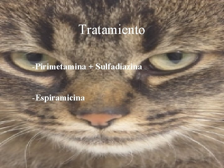 Tratamiento -Pirimetamina + Sulfadiazina -Espiramicina 