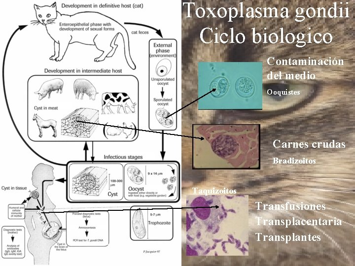 Toxoplasma gondii Ciclo biologico Contaminación del medio Ooquistes Carnes crudas Bradizoitos Taquizoitos Transfusiones Transplacentaria