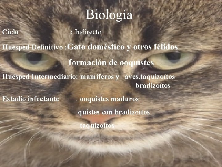 Biología Ciclo : Indirecto Huésped Definitivo : Gato doméstico y otros félidos formación de