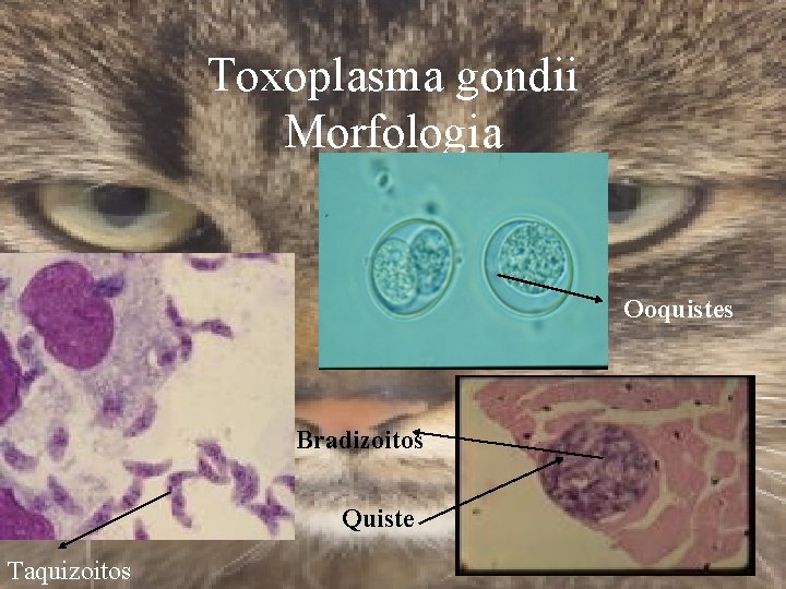 Toxoplasma gondii Morfologia Ooquistes Bradizoitos Quiste Taquizoitos 