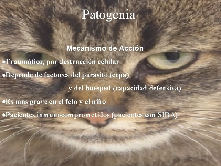 Patogenia Mecanismo de Acción ·Traumático, por destrucción celular ·Depende de factores del parásito (cepa)