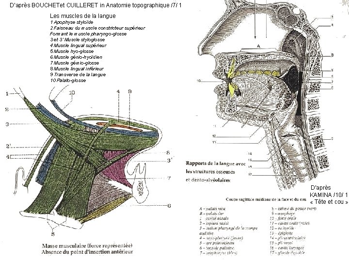 D’après BOUCHETet CUILLERET in Anatomie topographique /7/ 1 Les muscles de la langue 1