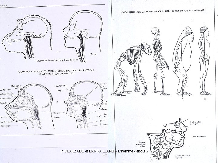 In CLAUZADE et DARRAILLANS « L’homme debout » In 