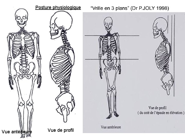 Posture physiologique Vue antérieure Vue de profil 