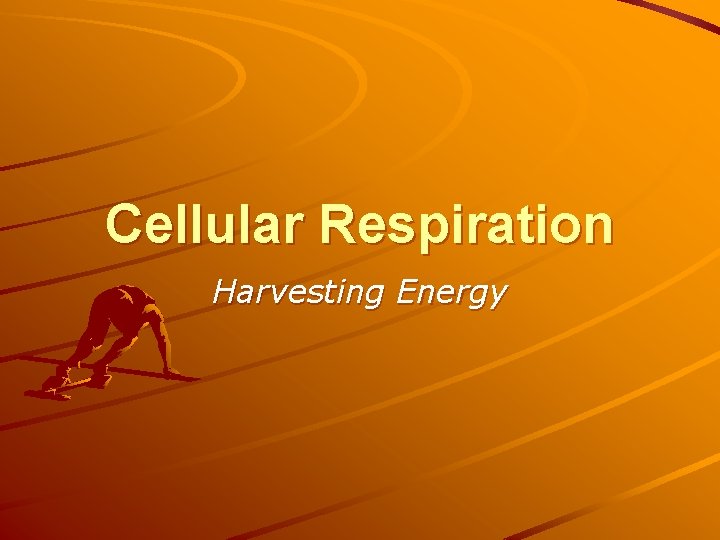 Cellular Respiration Harvesting Energy 