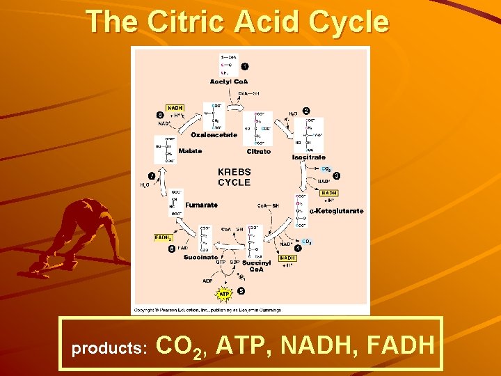 The Citric Acid Cycle products: CO 2, ATP, NADH, FADH 