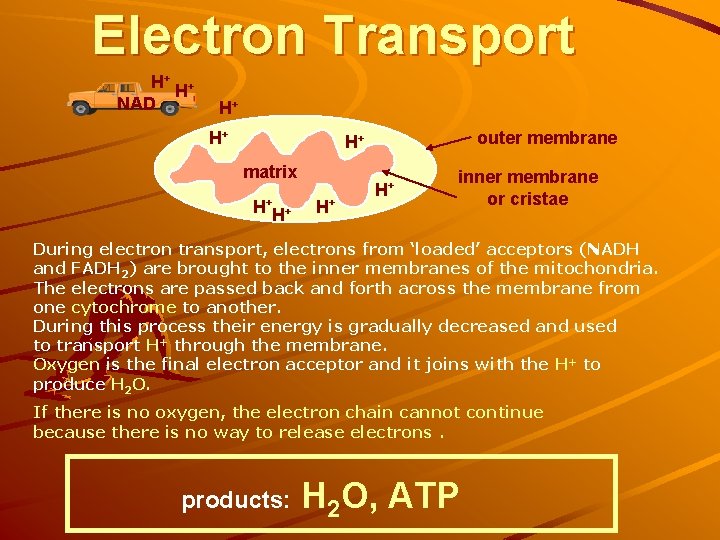 Electron Transport H+ H+ NAD H+ H+ outer membrane H+ matrix H+H+ H+ H+