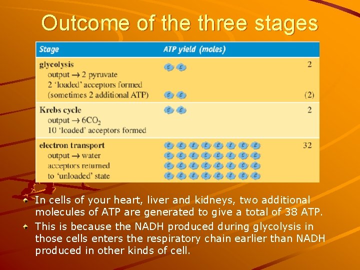 Outcome of the three stages In cells of your heart, liver and kidneys, two