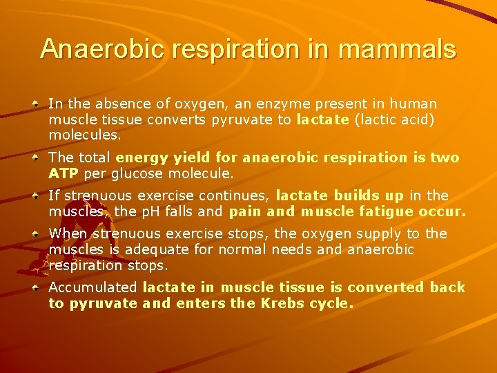 Anaerobic respiration in mammals In the absence of oxygen, an enzyme present in human