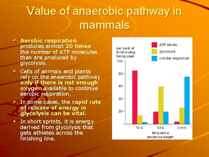 Value of anaerobic pathway in mammals Aerobic respiration produces almost 20 times the number