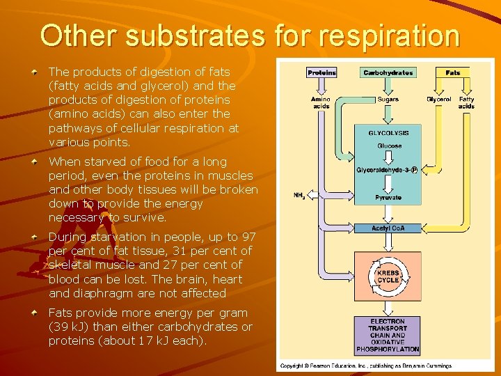 Other substrates for respiration The products of digestion of fats (fatty acids and glycerol)