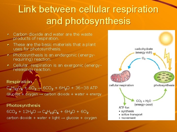 Link between cellular respiration and photosynthesis Carbon dioxide and water are the waste products