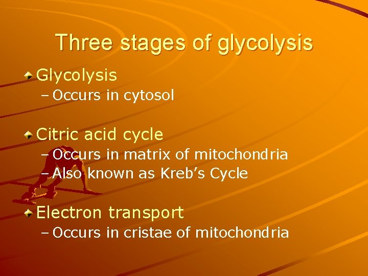 Three stages of glycolysis Glycolysis – Occurs in cytosol Citric acid cycle – Occurs