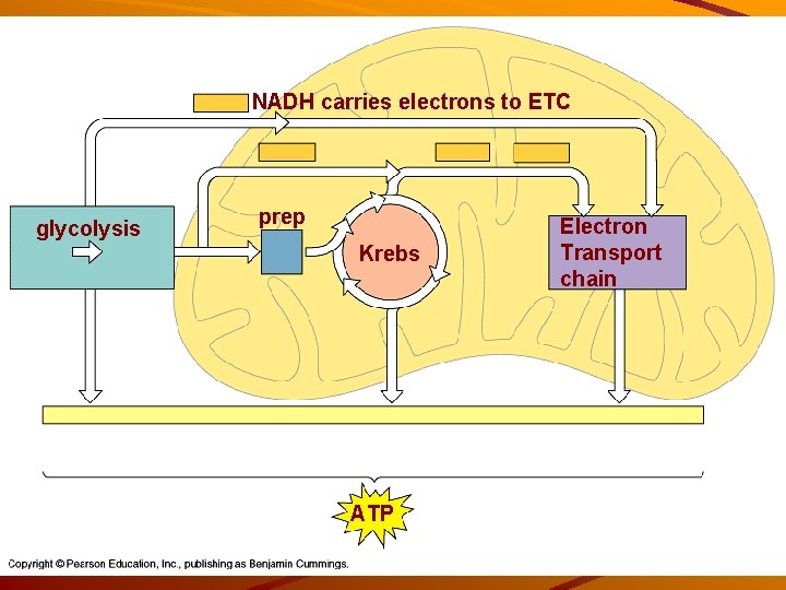 NADH carries electrons to ETC glycolysis prep Krebs ATP Electron Transport chain 