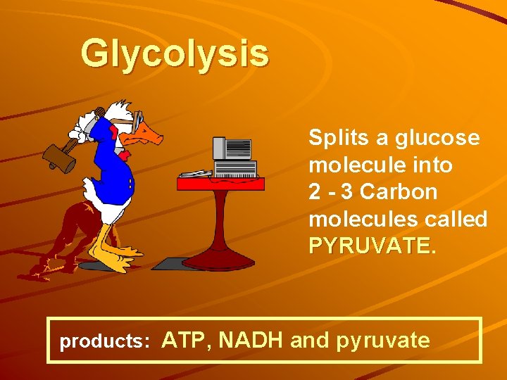 Glycolysis Splits a glucose molecule into 2 - 3 Carbon molecules called PYRUVATE products: