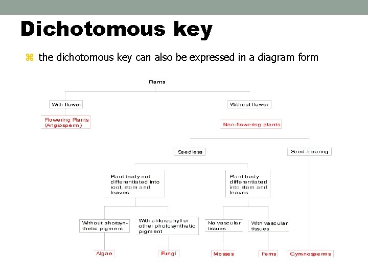 Dichotomous key the dichotomous key can also be expressed in a diagram form 