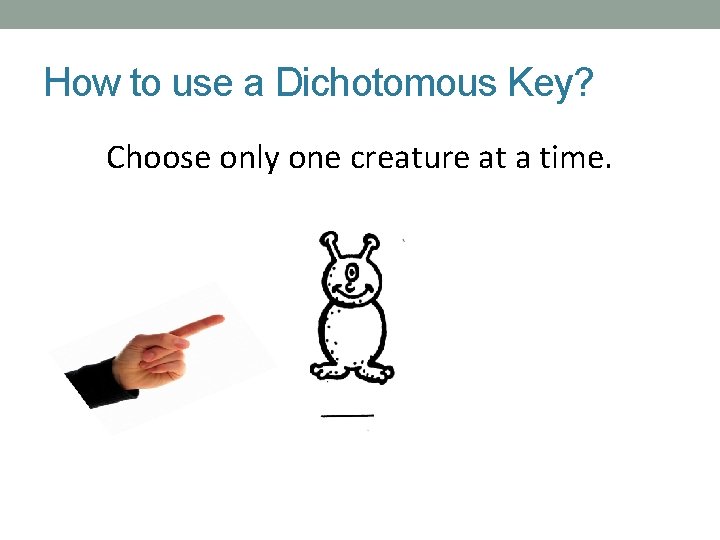 How to use a Dichotomous Key? Choose only one creature at a time. 