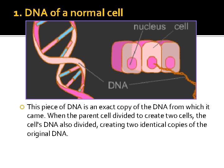 1. DNA of a normal cell This piece of DNA is an exact copy