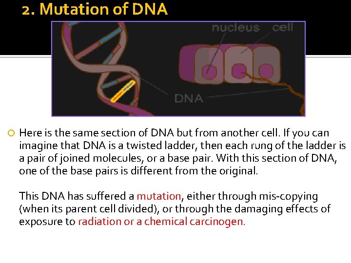 2. Mutation of DNA Here is the same section of DNA but from another