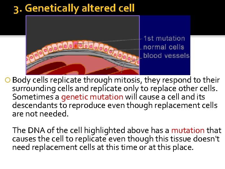 3. Genetically altered cell Body cells replicate through mitosis, they respond to their surrounding