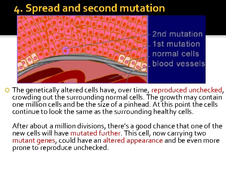 4. Spread and second mutation The genetically altered cells have, over time, reproduced unchecked,