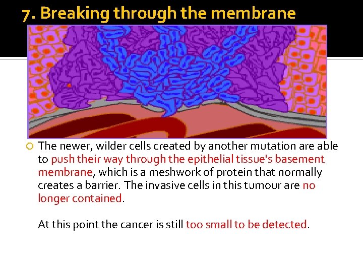 7. Breaking through the membrane The newer, wilder cells created by another mutation are