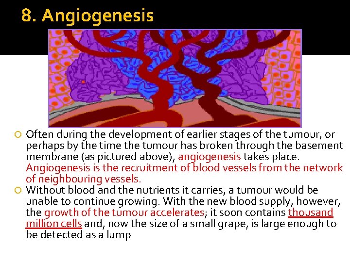 8. Angiogenesis Often during the development of earlier stages of the tumour, or perhaps