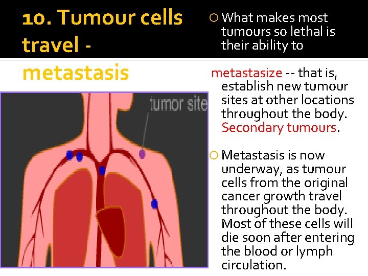 10. Tumour cells travel metastasis What makes most tumours so lethal is their ability