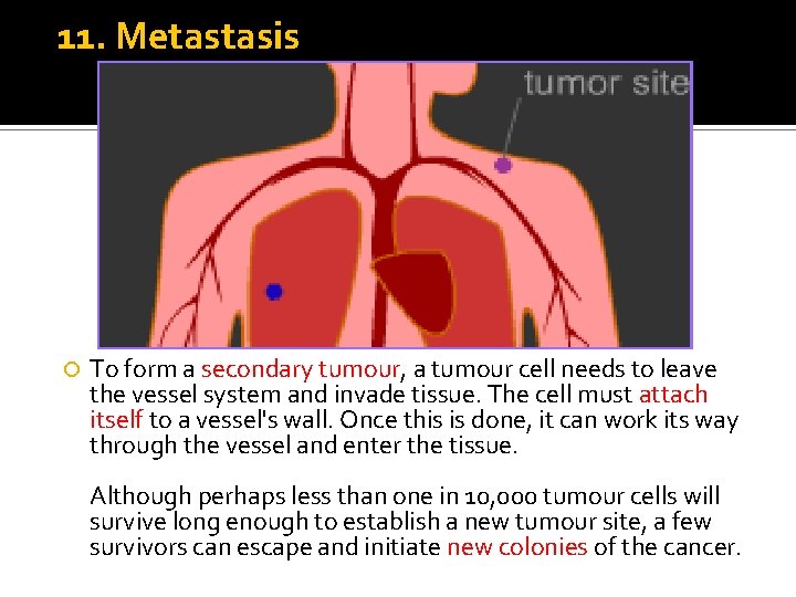 11. Metastasis To form a secondary tumour, a tumour cell needs to leave the