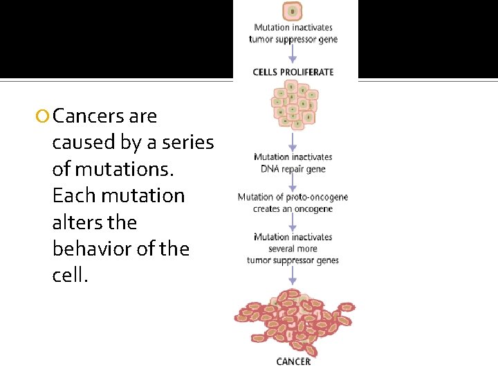  Cancers are caused by a series of mutations. Each mutation alters the behavior