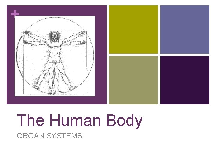 + The Human Body ORGAN SYSTEMS 