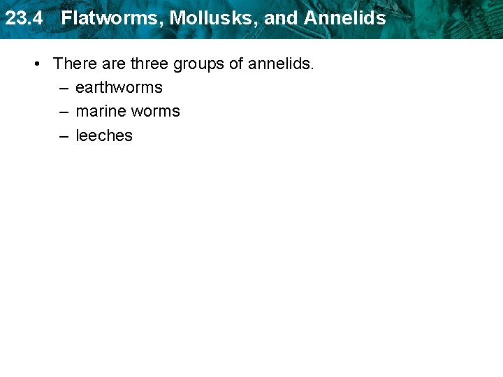 23. 4 Flatworms, Mollusks, and Annelids • There are three groups of annelids. – 23. 4 Flatworms, Mollusks, and Annelids • There are three groups of annelids. –