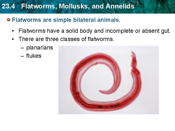 23. 4 Flatworms, Mollusks, and Annelids Flatworms are simple bilateral animals. • Flatworms have 23. 4 Flatworms, Mollusks, and Annelids Flatworms are simple bilateral animals. • Flatworms have