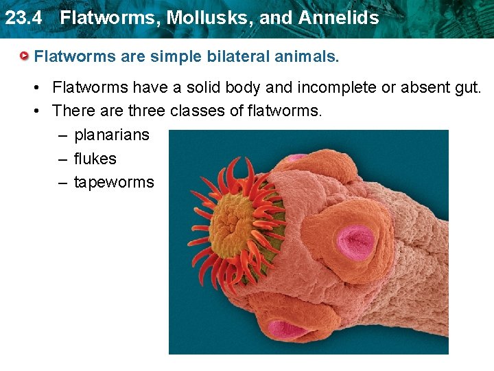 23. 4 Flatworms, Mollusks, and Annelids Flatworms are simple bilateral animals. • Flatworms have 23. 4 Flatworms, Mollusks, and Annelids Flatworms are simple bilateral animals. • Flatworms have