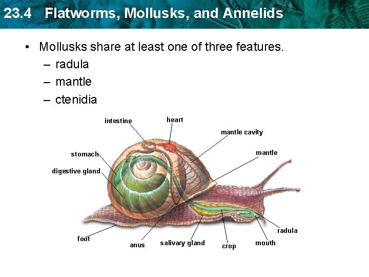 23. 4 Flatworms, Mollusks, and Annelids • Mollusks share at least one of three 23. 4 Flatworms, Mollusks, and Annelids • Mollusks share at least one of three