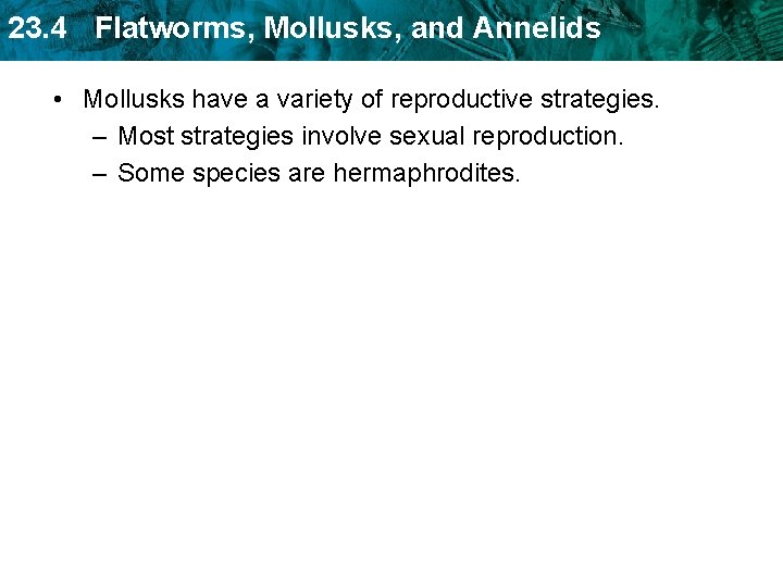 23. 4 Flatworms, Mollusks, and Annelids • Mollusks have a variety of reproductive strategies. 23. 4 Flatworms, Mollusks, and Annelids • Mollusks have a variety of reproductive strategies.