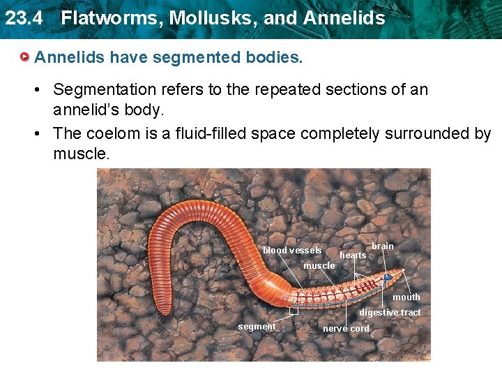 23. 4 Flatworms, Mollusks, and Annelids have segmented bodies. • Segmentation refers to the 23. 4 Flatworms, Mollusks, and Annelids have segmented bodies. • Segmentation refers to the