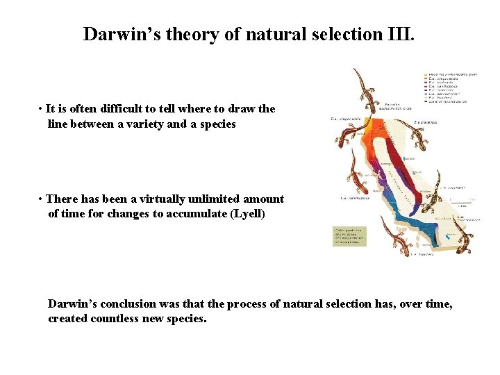 Darwin’s theory of natural selection III. • It is often difficult to tell where Darwin’s theory of natural selection III. • It is often difficult to tell where