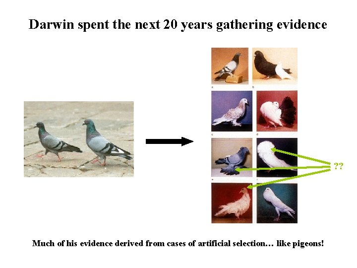 Darwin spent the next 20 years gathering evidence ? ? Much of his evidence Darwin spent the next 20 years gathering evidence ? ? Much of his evidence