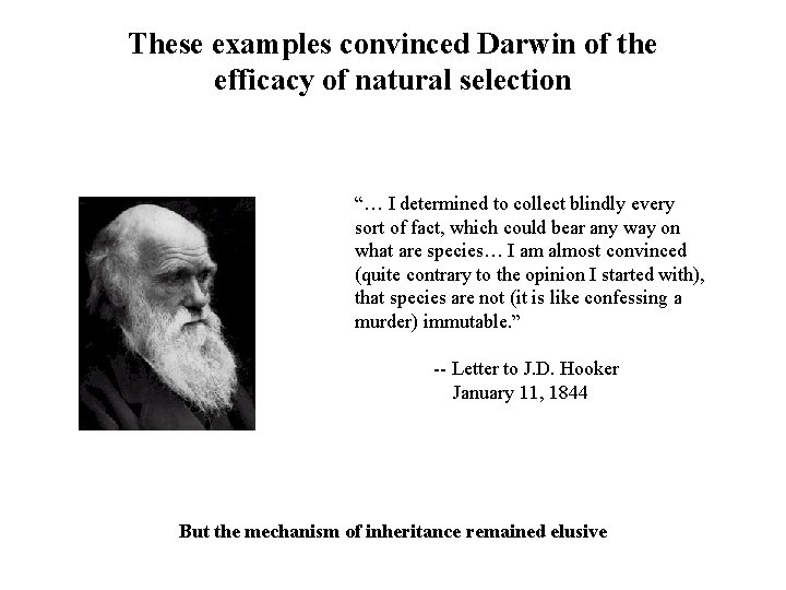These examples convinced Darwin of the efficacy of natural selection “… I determined to These examples convinced Darwin of the efficacy of natural selection “… I determined to