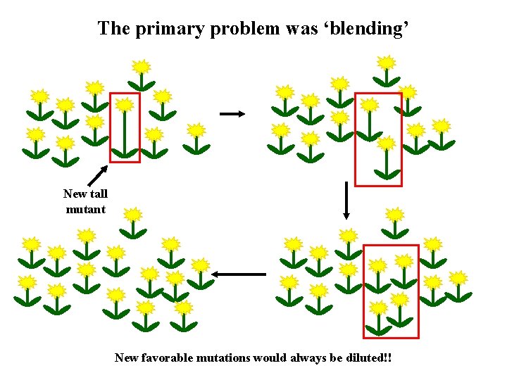 The primary problem was ‘blending’ New tall mutant New favorable mutations would always be The primary problem was ‘blending’ New tall mutant New favorable mutations would always be