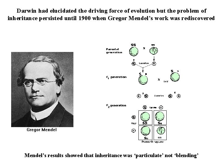 Darwin had elucidated the driving force of evolution but the problem of inheritance persisted Darwin had elucidated the driving force of evolution but the problem of inheritance persisted