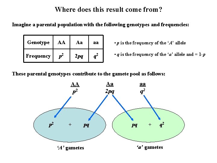 Where does this result come from? Imagine a parental population with the following genotypes Where does this result come from? Imagine a parental population with the following genotypes