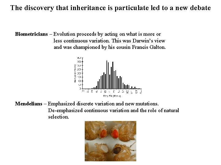 The discovery that inheritance is particulate led to a new debate Biometricians – Evolution The discovery that inheritance is particulate led to a new debate Biometricians – Evolution